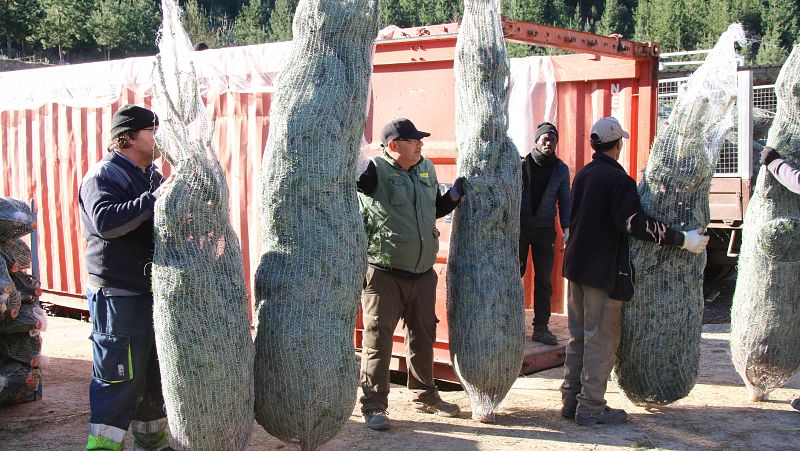 La sequera posa en perill la producció futura d'avets