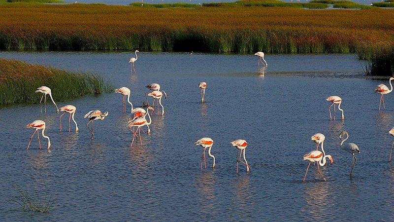 El Gobierno y la Junta de Andalucía alcanzan un acuerdo sobre Doñana