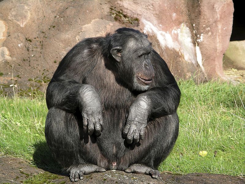 Un chimpancé derriba a pedradas una nueva frontera entre monos y hombres