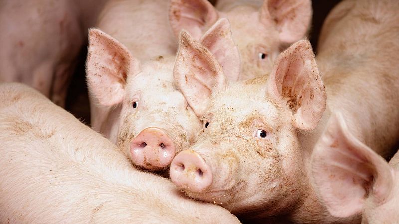 Reino Unido detecta el primer caso en un ser humano de una nueva cepa de gripe porcina