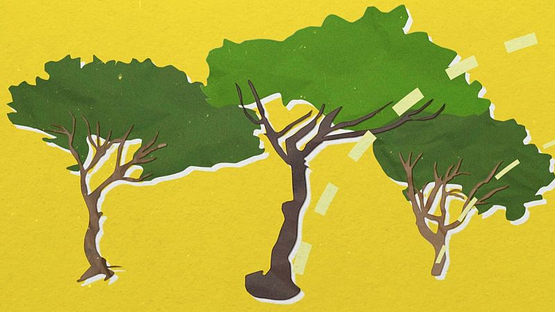 D'on ve la paraula "pixapins"?