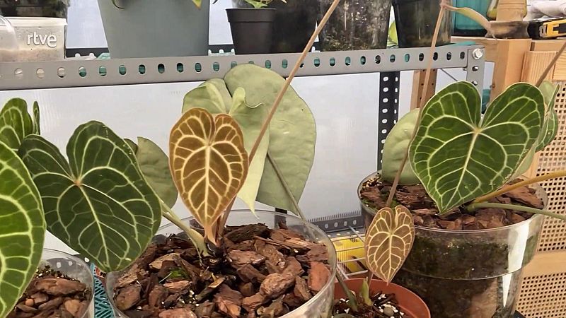 L'anthurium clarinervium, una planta tropical i fàcil de cuidar