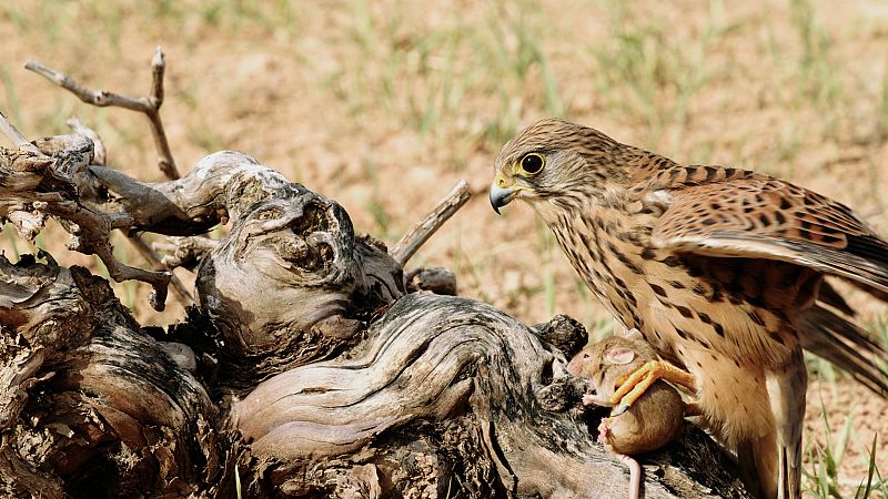 Cerncalos: Halcones de andar por casa. Conoce todos sus secretos!