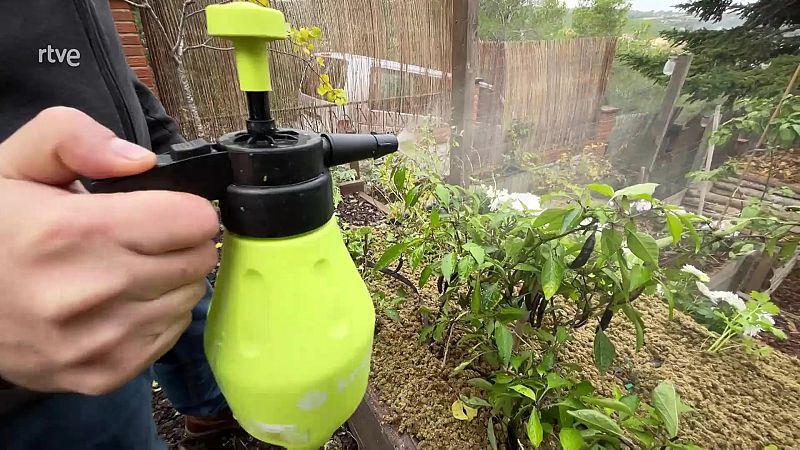 Com fer lactobacils, el preparat de bacteris làctics típic de l'agricultura coreana?