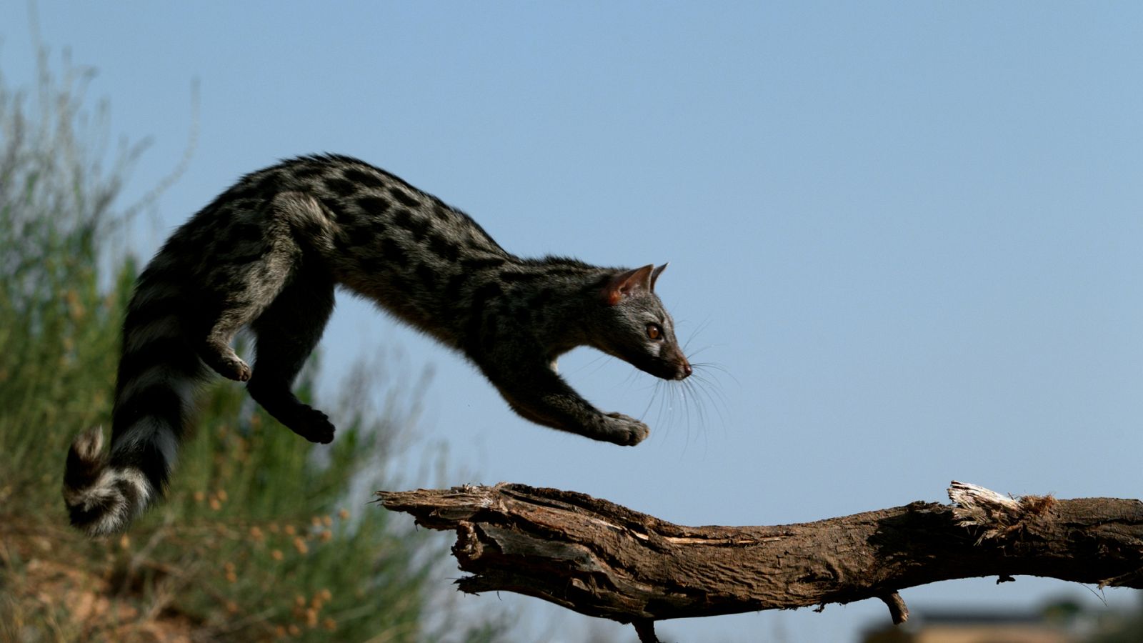 Cuaderno de campo - Gineta - ver ahora