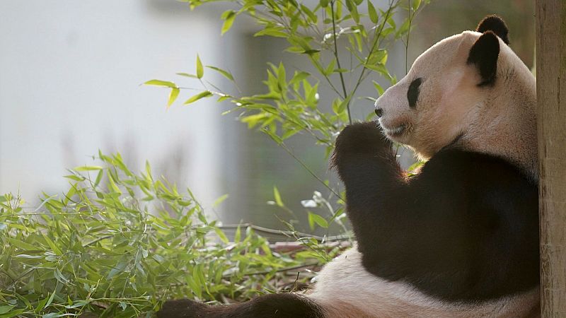 Amistad y buenas relaciones: China y su diplomacia del panda