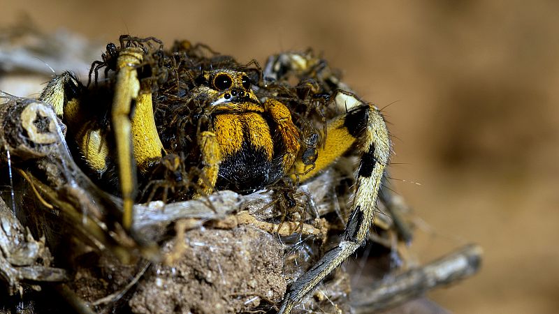 Tarntulas: araas de leyenda. Conoce todos sus secretos!