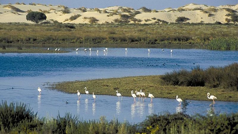 Doñana, "en alarma": suma un nuevo año de sequía y acumula la peor década desde los 70