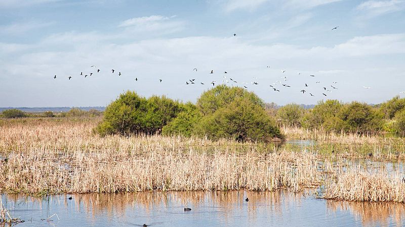 El mayor organismo ambiental del mundo suspende la presencia de Doñana en su lista verde por mala gestión