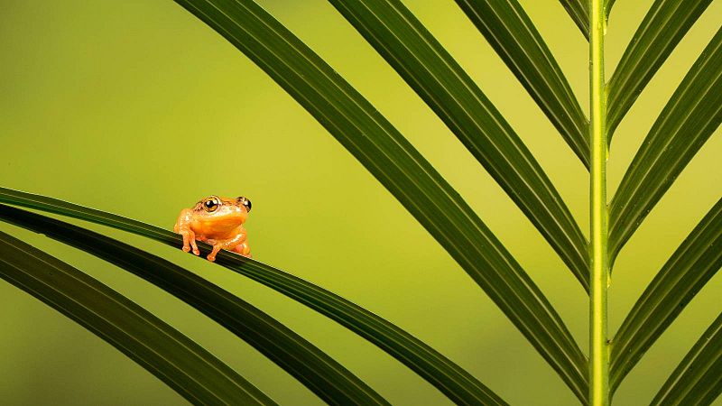 La rana voladora de Java: nidos de burbujas para garantizar la reproduccin
