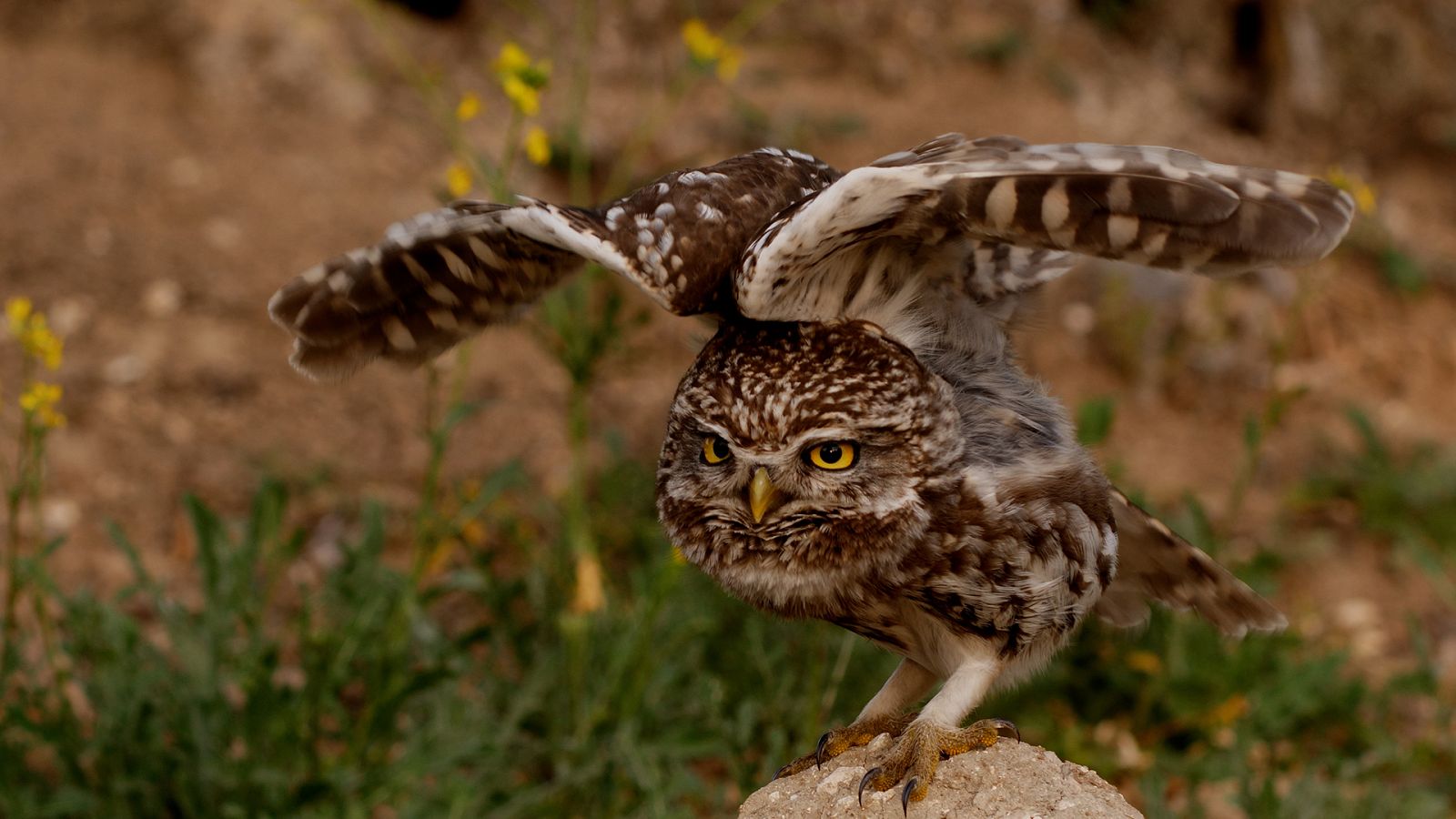 Cuaderno de campo - Mochuelo - ver ahora