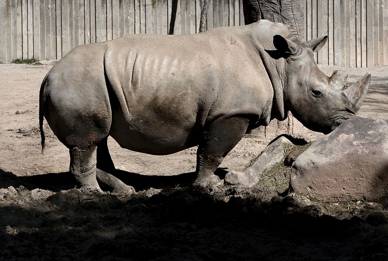 Madrid acogerá el nacimiento del tercer rinoceronte por inseminación artificial