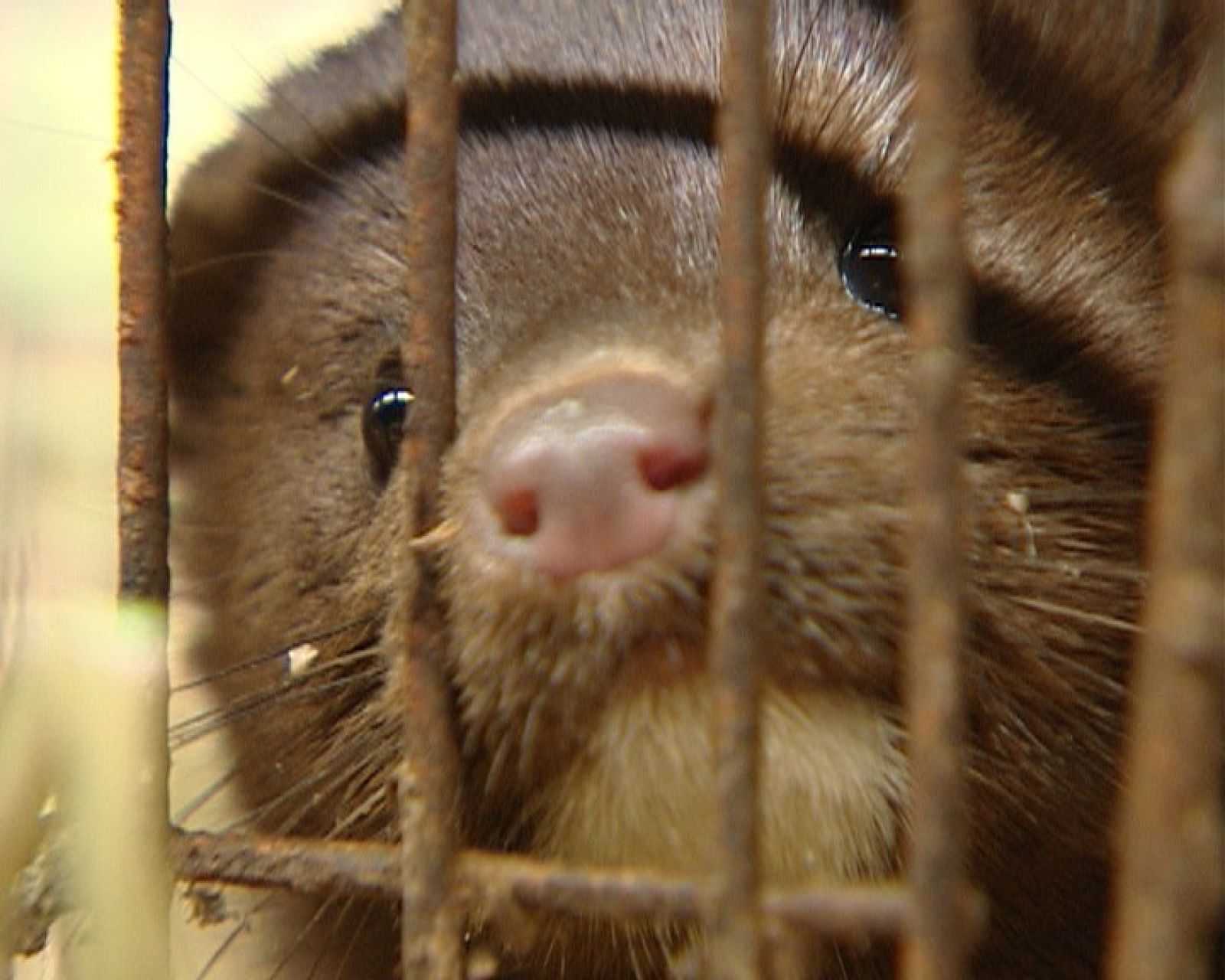 El escarabajo verde - Piel contra piel - Parte 1 - El escarabajo verde | Ver