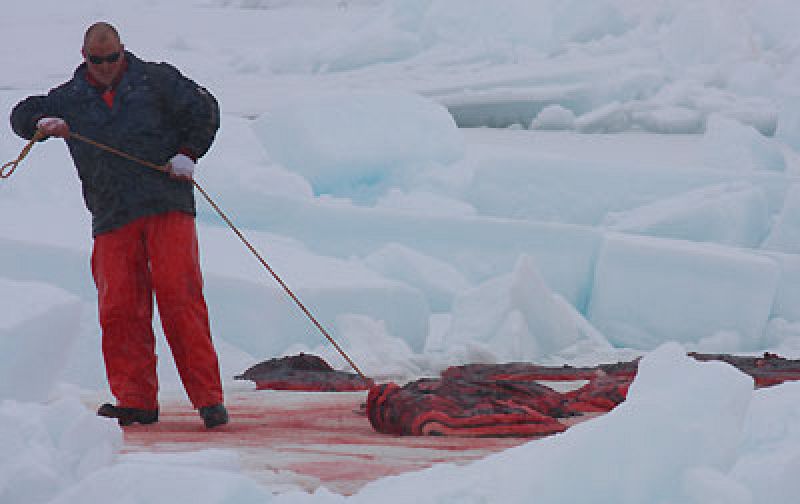 Pescadores canadienses inician la caza de 280.000 focas en la costa atlántica