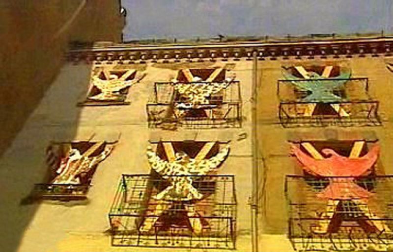 Viven acosados por las palomas