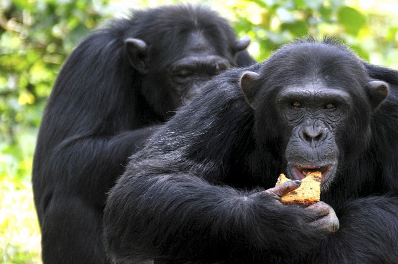 Las chimpancés prefieren copular con los machos generosos