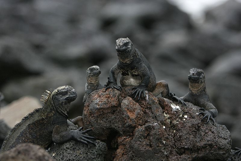 La erupción de un volcán pone en peligro la fauna de las Islas Galápagos