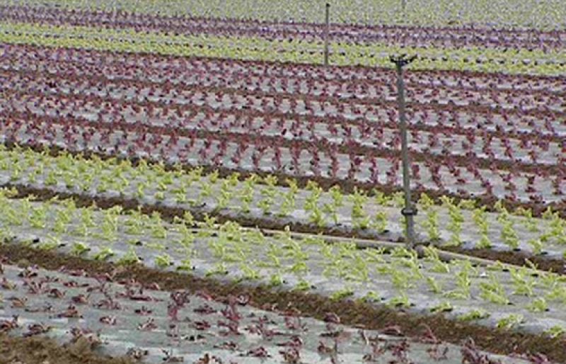 Agricultores y ecologistas salen a la calle para decir "no a los transgénicos"
