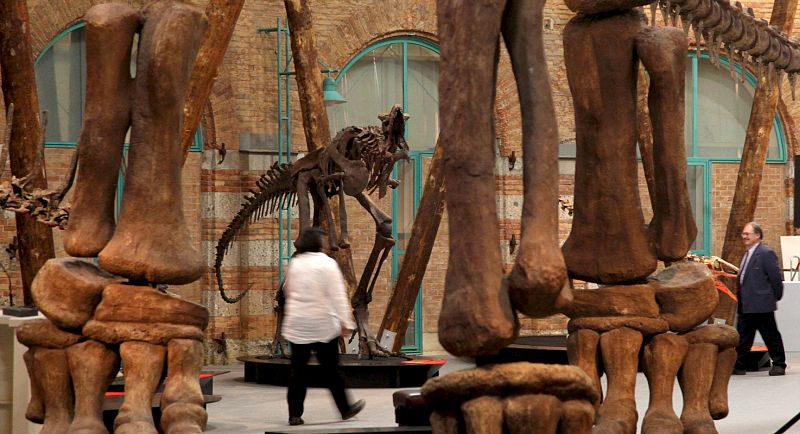 El mayor herbívoro del planeta, el Argentinosaurus, resucita en Alemania