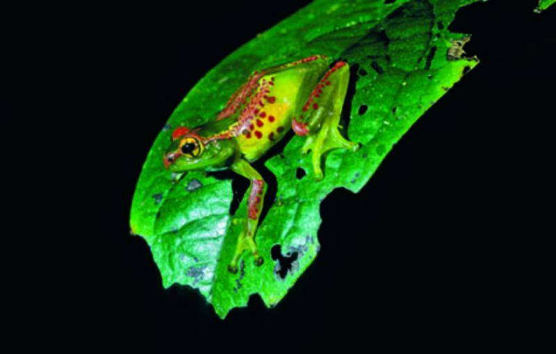 Identifican alrededor de 200 nuevas especies de anfibios en Madagascar