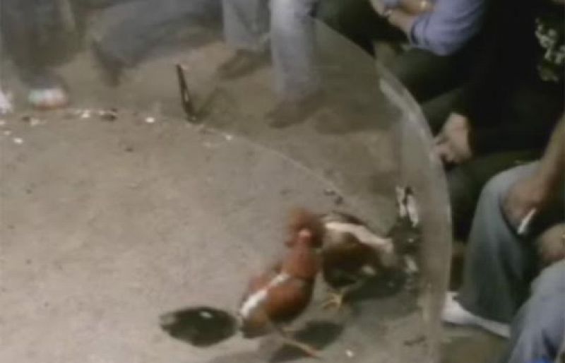 Diez detenidos en Girona por organizar peleas de gallos clandestinas