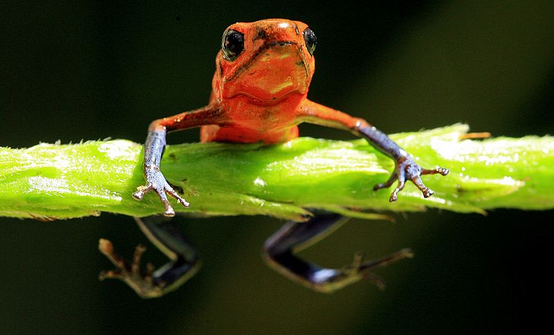 62 medidas para frenar la sexta gran extinción de especies, ¿la última para el hombre?