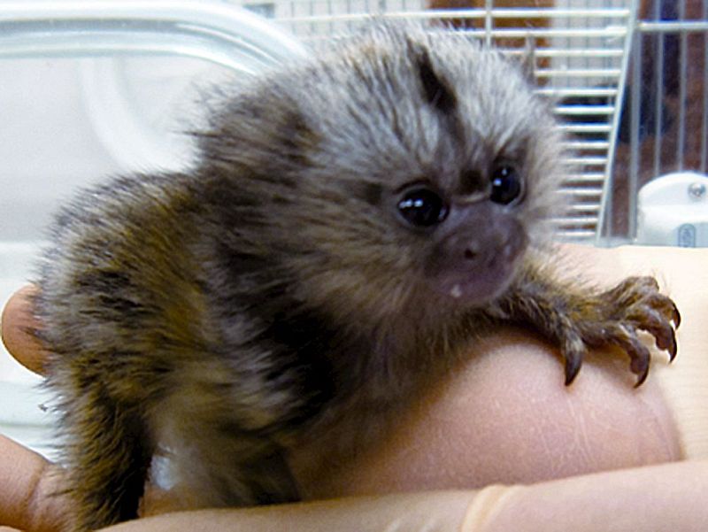 Un paso más hacia el mono transgénico