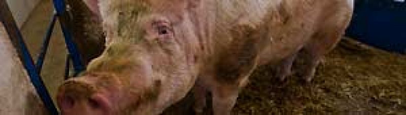 Rusia levanta totalmente la prohibición de importar cerdo español
