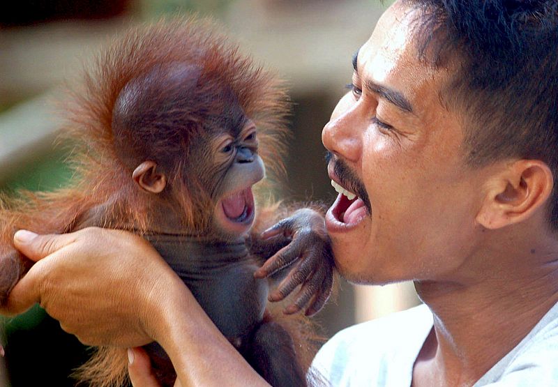 Un estudio revela que los simios también se ríen con las cosquillas