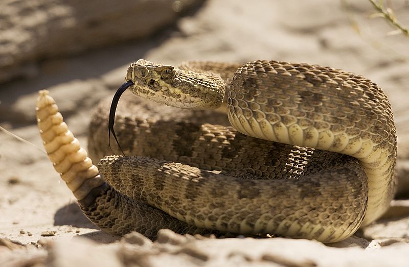 Un estudio descubre cómo se mueven las serpientes