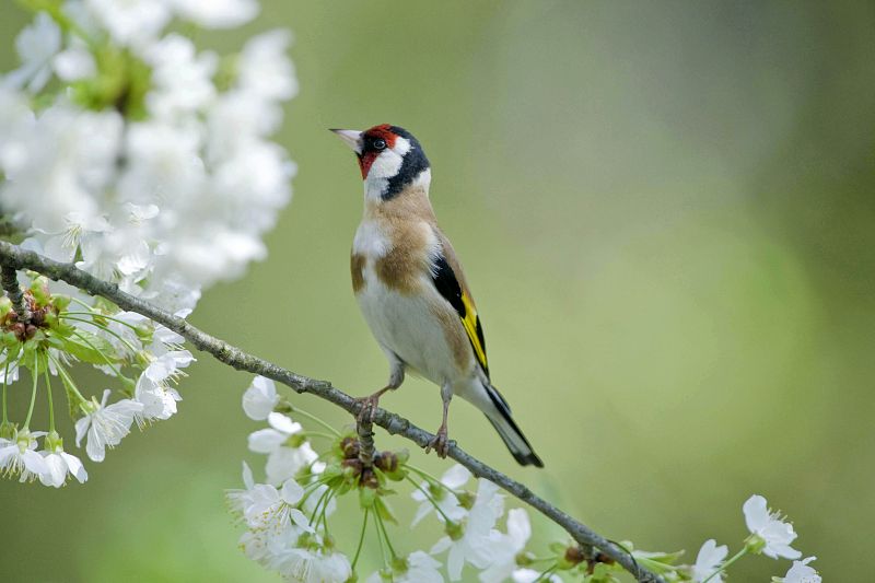 Los pájaros son pequeños para mudar más rápido sus plumas según la Universidad de Washington