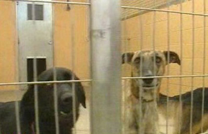 Mascotas abandonadas