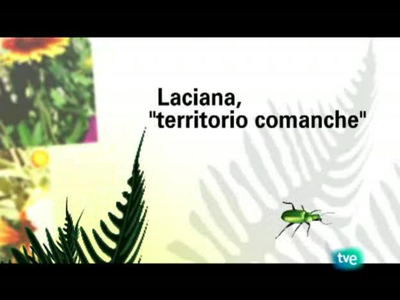 El escarabajo verde - Laciana: territorio comanche - El escarabajo verde | Ver