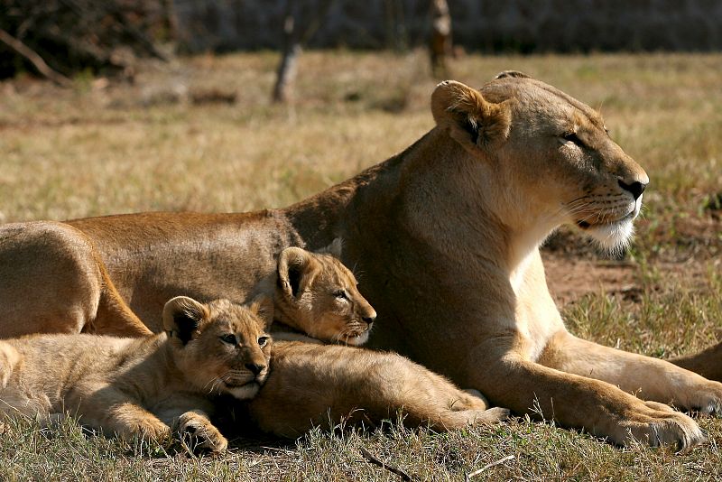 Los leones se comportan como 'gansters callejeros' para proteger su territorio