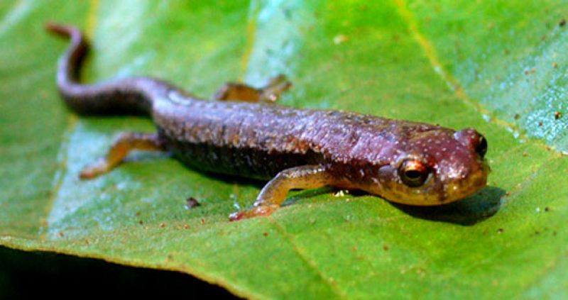 Desvelan los mecanismos moleculares de la regeneración de los miembros de las salamandras