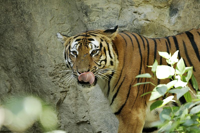 Unas 16.900 especies se encuentran en peligro de extinción