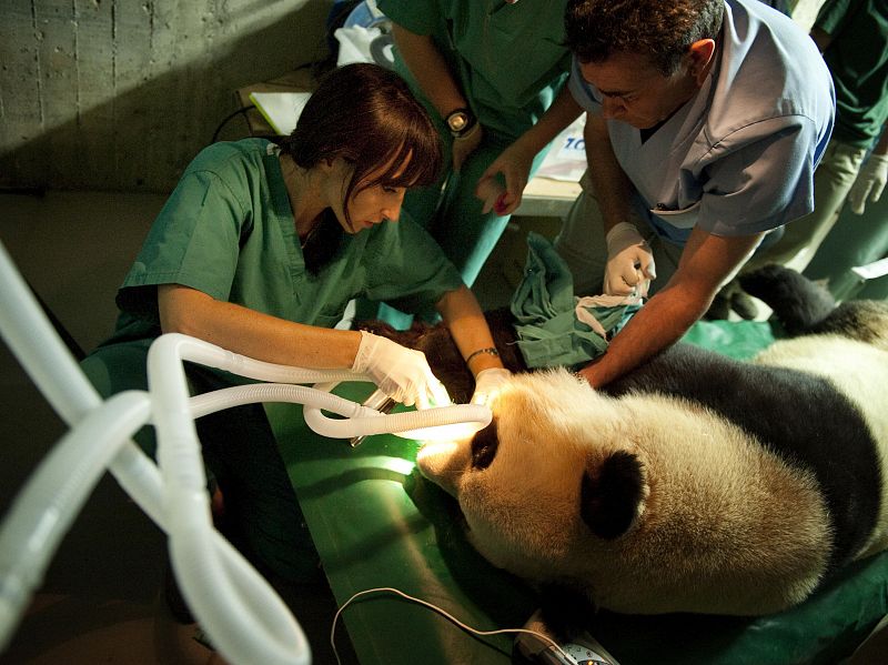 La osa panda del zoo de Madrid podría ser mamá