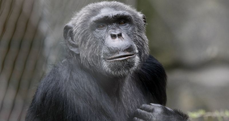 Los chimpancés prestan más atención a las caras que a otros objetos, según un estudio