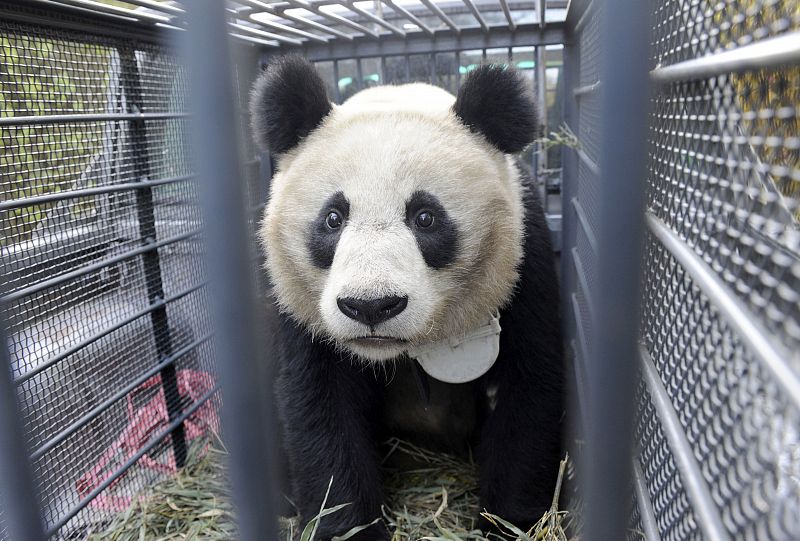 El terremoto que asoló China en 2008 pone en riesgo a la población de osos panda