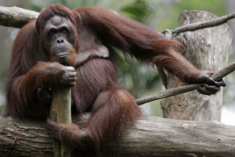 Los orangutanes, bailarines de gran tamaño sobre las copas de los árboles
