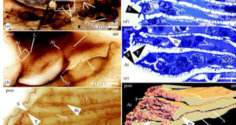 Desarrollan modelos tridimensionales de arácnidos con 300 millones de años