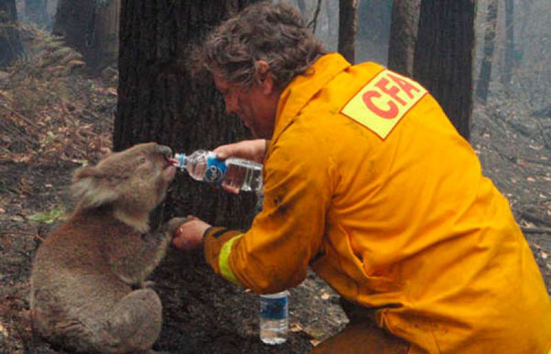 Fallece el koala Sam, símbolo de la resistencia a los incendios en Australia