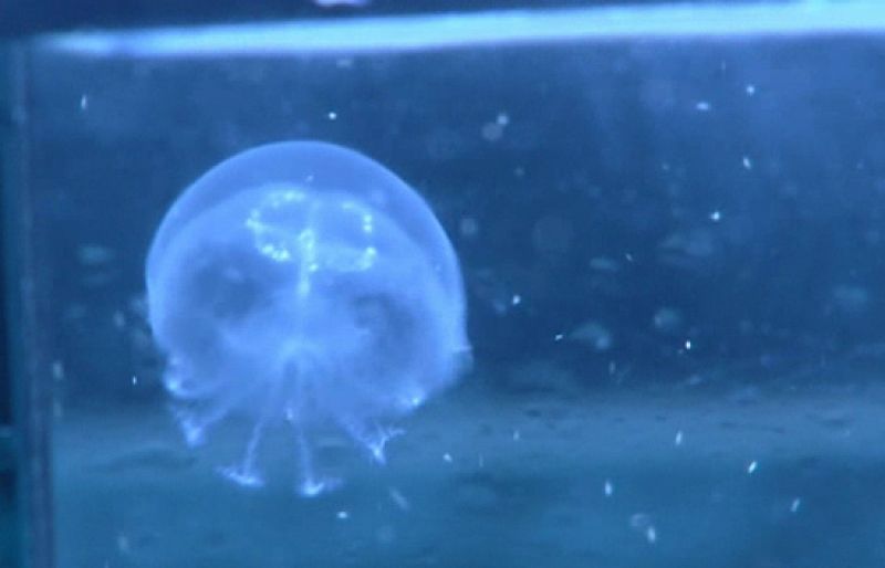 Los expertos creen que el número de medusas ha disminuido por el cambio de los vientos