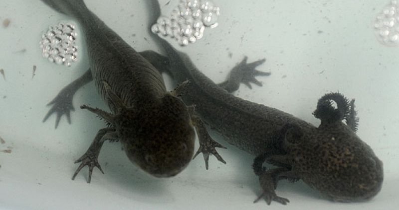 El ajolote o salamandra mexicana, en peligro de extinción en estado salvaje