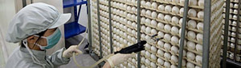 La vacuna de la gripe A se probará en Madrid, Sevilla, País Vasco y Burgos