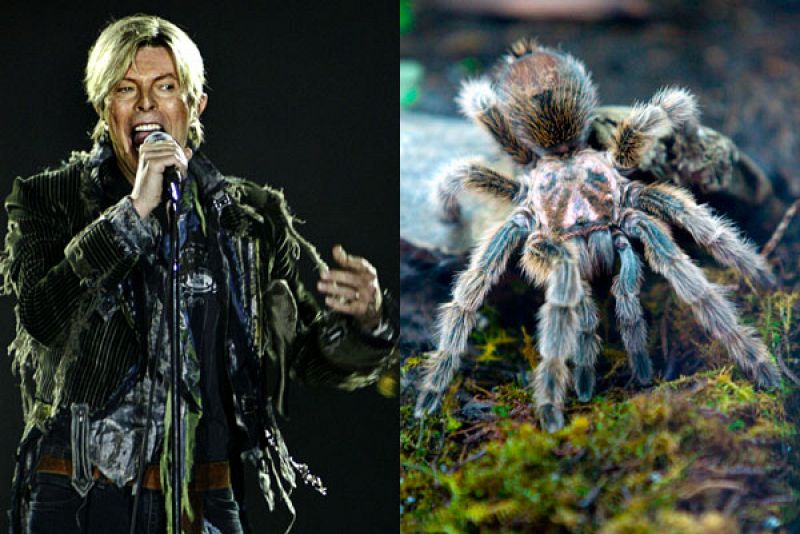 Un biólogo alemán bautiza nuevas arañas con nombres de famosos como David Bowie