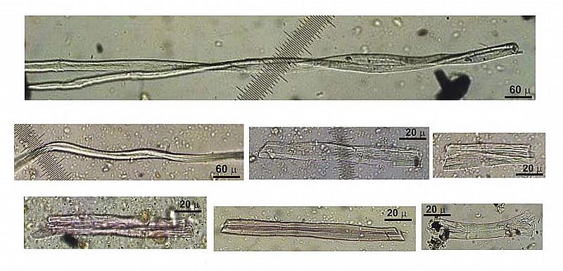 Un hallazgo casual muestra que los hombres ya cosíamos con fibras de lino hace 34.000 años