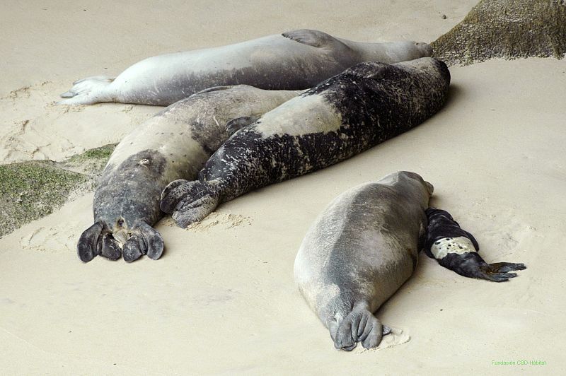 Sofía, la primera foca monje que nace en una playa desde el siglo XV