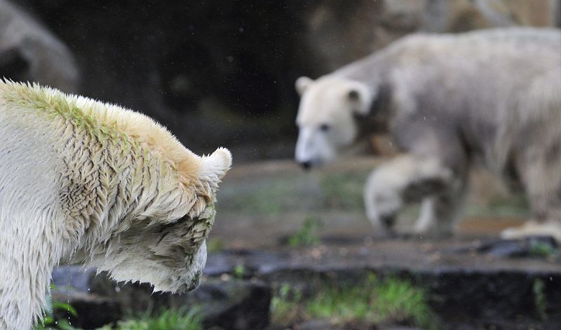 El oso Knut ya comparte casa con su 'novia'
