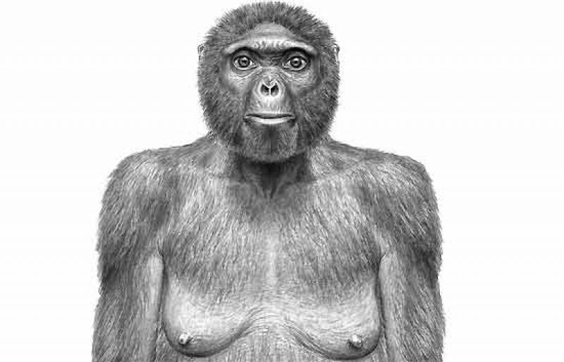 Antes de 'Lucy' fue 'Ardi', el ancestro común del hombre y el chimpancé